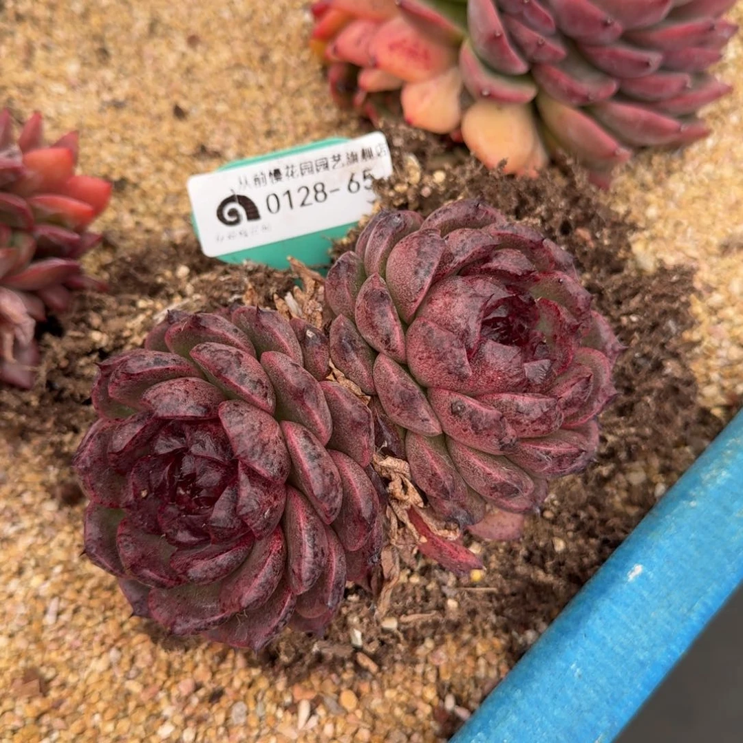 从前慢花园多肉0128-65