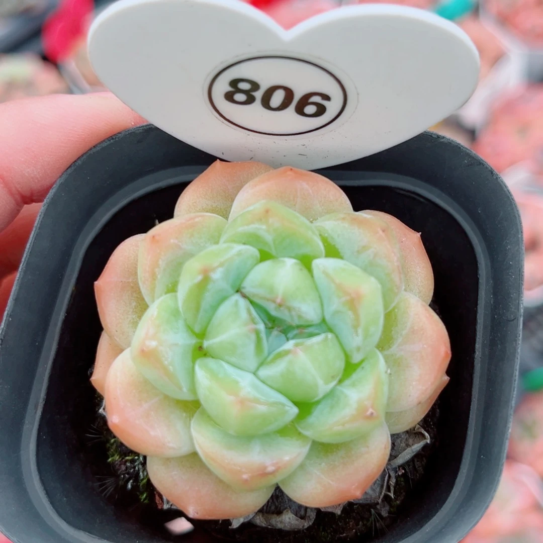 806号小老桩糖心单头