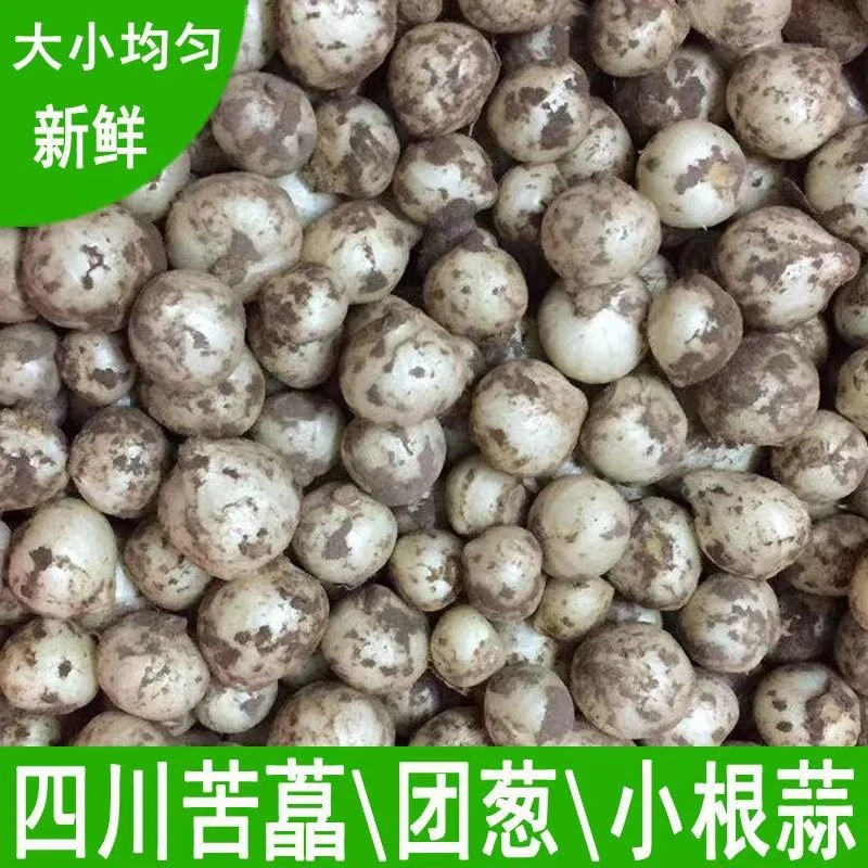 新鲜苦藠薤白小蒜小根蒜团葱腌制凉拌采摘泡制野葱头农家直发