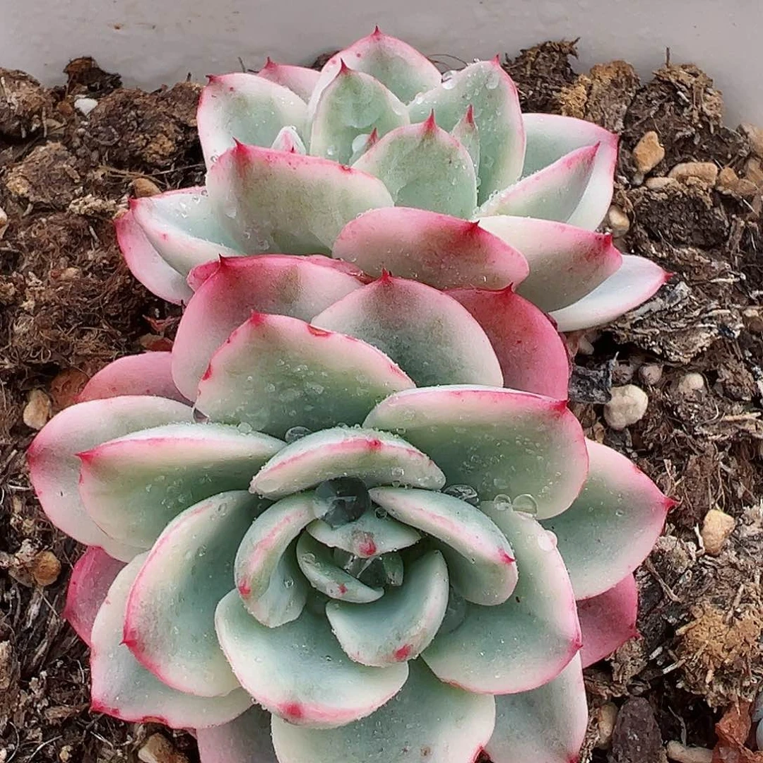 奶油黄桃锦，多肉植物