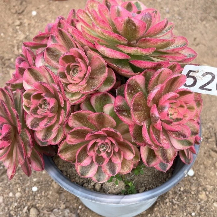 一*520多肉植物倾城