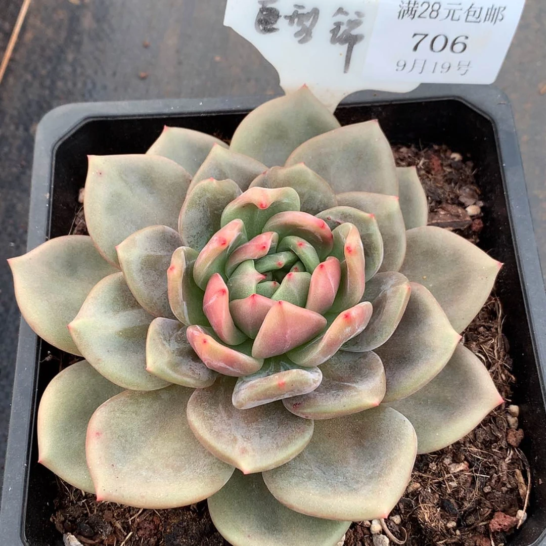 【闪购商品】云706号