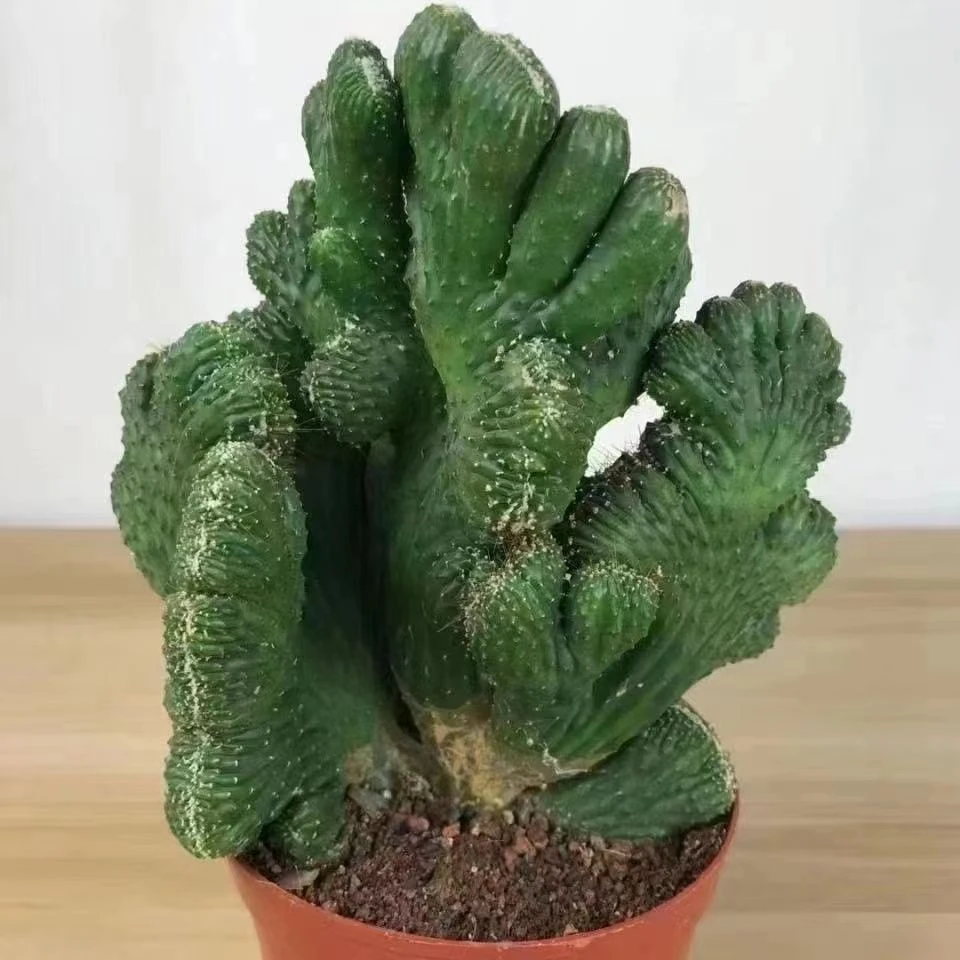 【基地直发】超大山影五指山仙人掌多肉植物桌面花卉盆栽绿植盆景