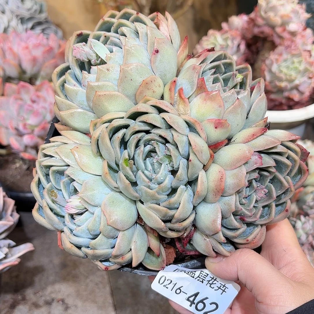 .****丷同温层多肉莎莎462