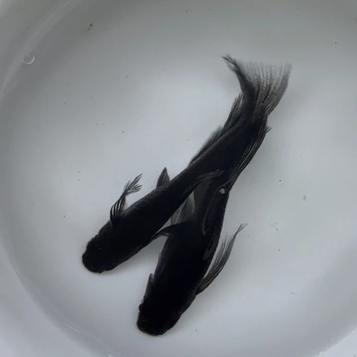 青鳉鱼真长鳍45号大蛇