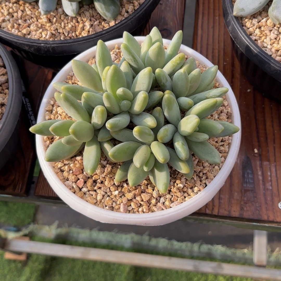 憧***花Jbhjjnnjjjjjjjjjjnjnjhhjjhjjjjjjkjjjjj