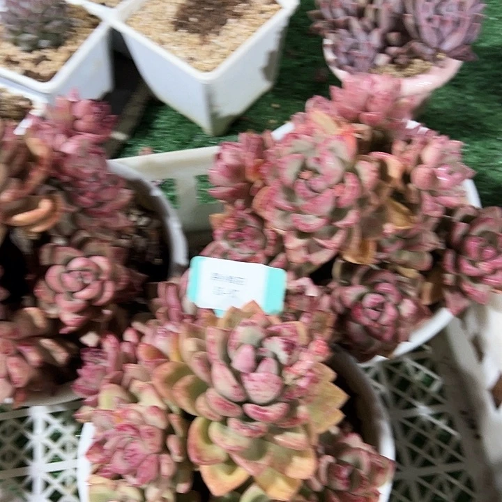 15.97鹅里带盆一个