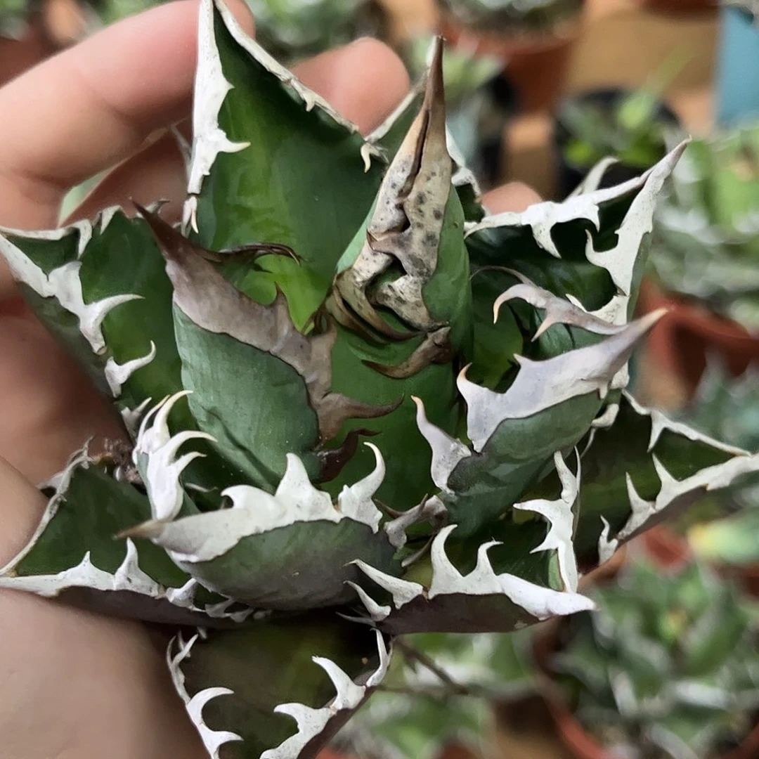 红猫龙舌兰仁王冠福利出