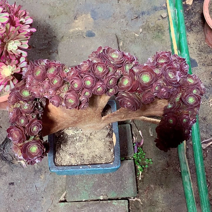 万缀朵朵，多肉植物