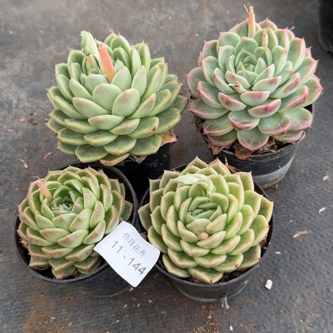 10cm盆母本四颗量拍不带盆11-144