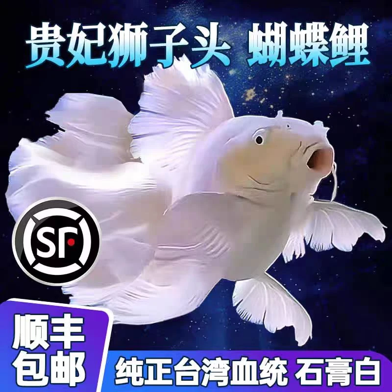 主播改价链接精品赛级蝴蝶鲤鱼赛级观赏鱼渔场直发