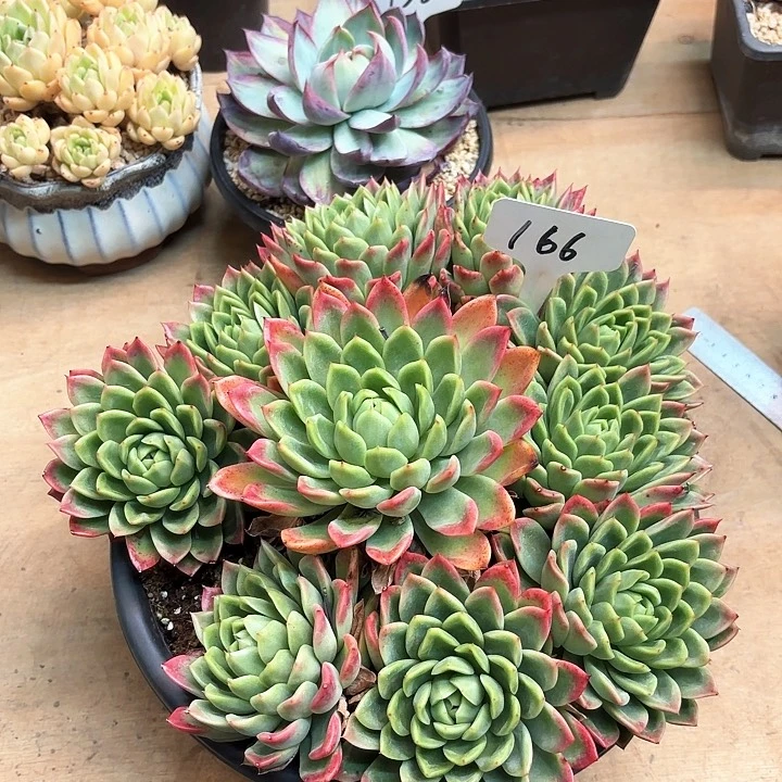 多肉植物，红女巫166号