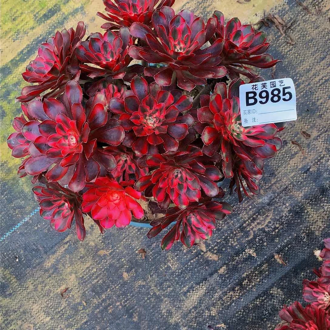 985多肉法师想麦麸