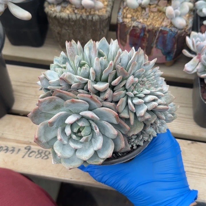 星影橙子缀化五十包邮老桩