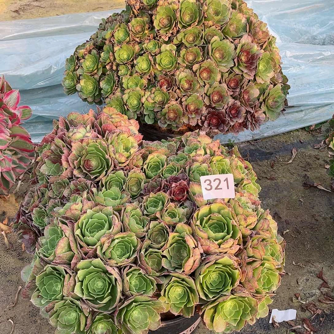 三*多肉植物花月夜32组合