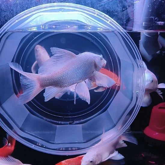 海水鱼圆头顺背蝴蝶鲤满鳍有张力