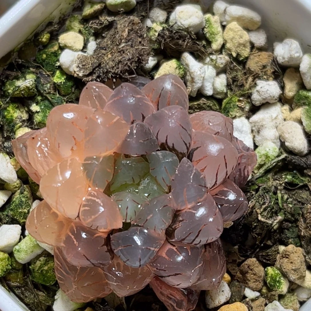 恭喜发财大吉大利567