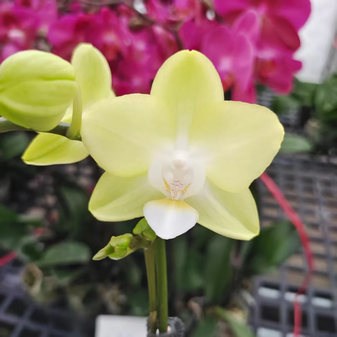 蝴蝶兰【薄荷糖】 带花带苞 清新淡雅 客厅美观