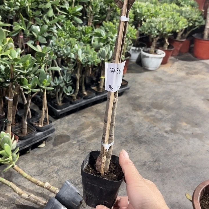 海***石当前无花栽培后可以开花