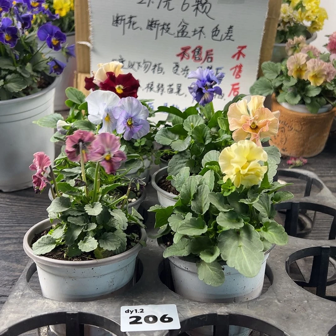 大部分花苞少量开放206号