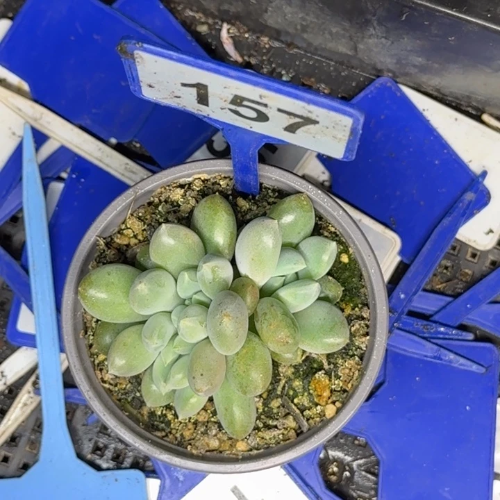 用***5多肉植物胖体哥特缀157