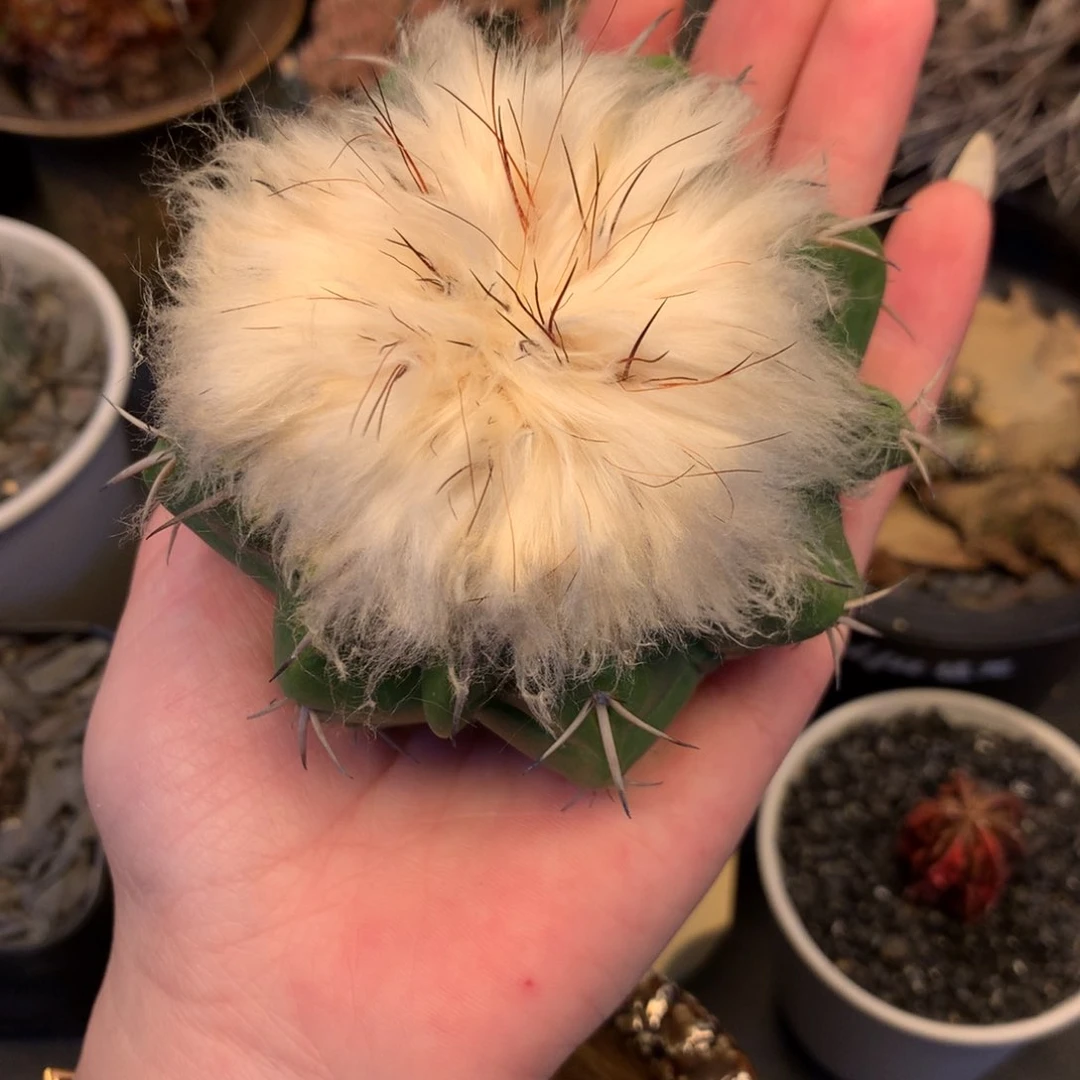 熊**师专拍一物一拍。