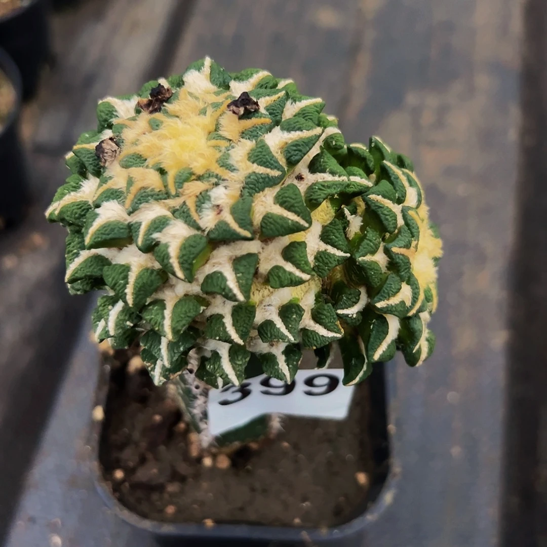 无花朵福利象足黑牡丹399