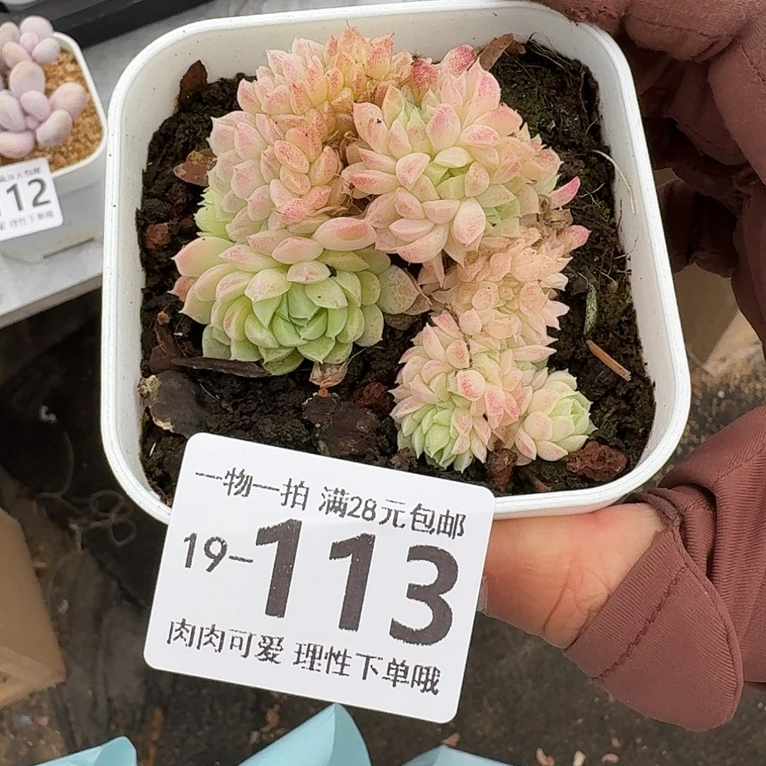 小粉梅缀无盆土发货