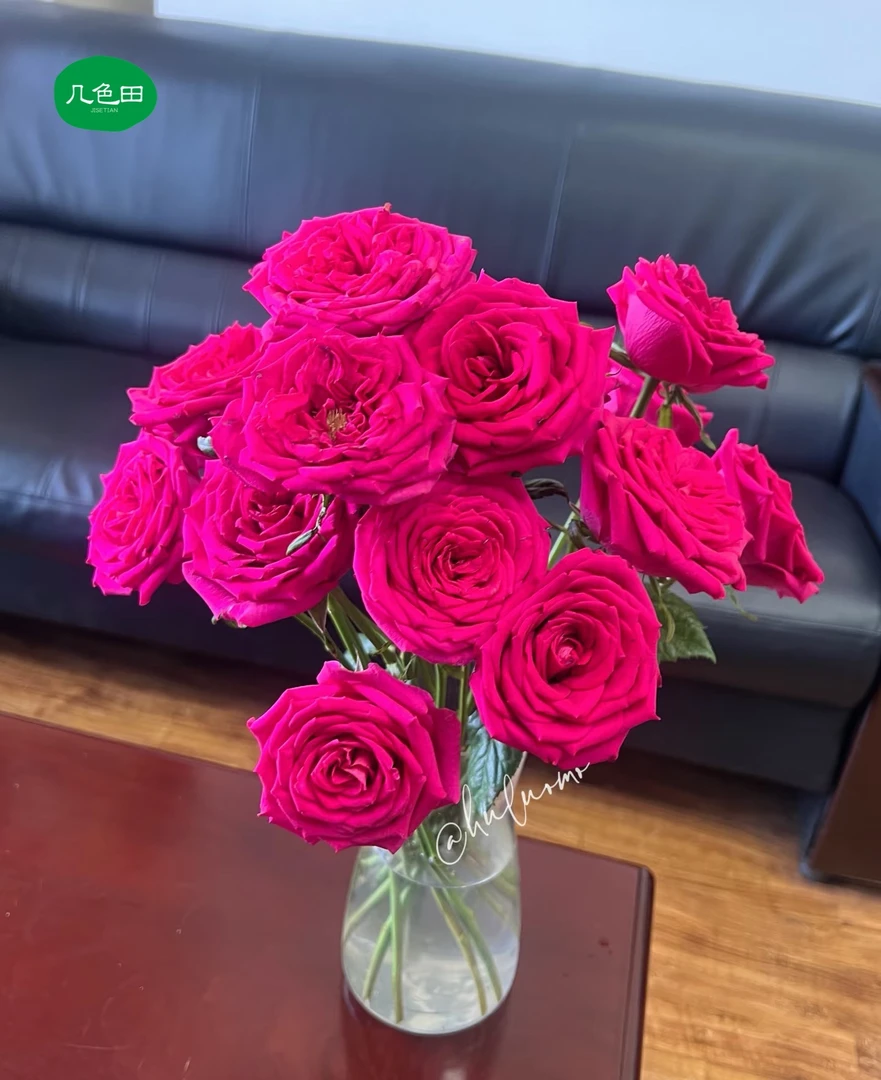 玫红夫人----单头玫瑰云南直发鲜花云南花插花鲜花