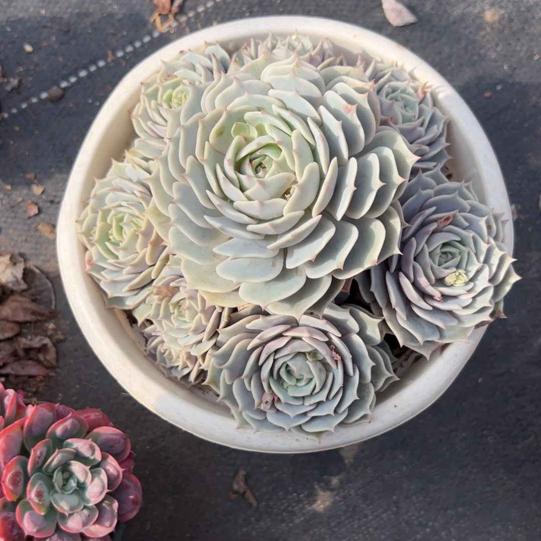 多肉手捧露娜莲【非偏远满18包邮】