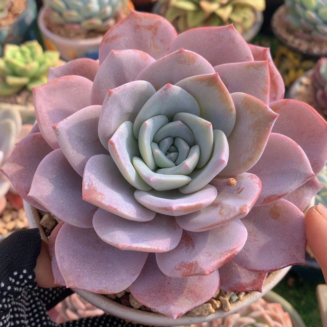 樱花奶茶12 公分一物一拍