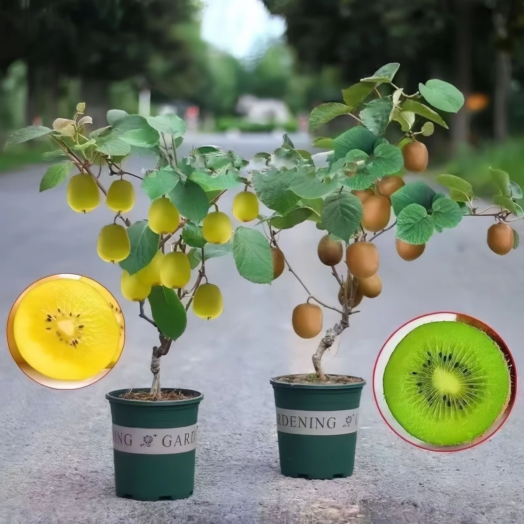【带花苞发货】猕猴桃树苗嫁接公母同株南北方种植耐寒盆栽庭院