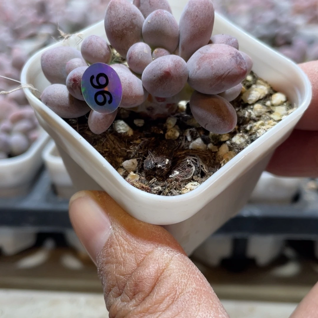 桃花奶酪多肉植物