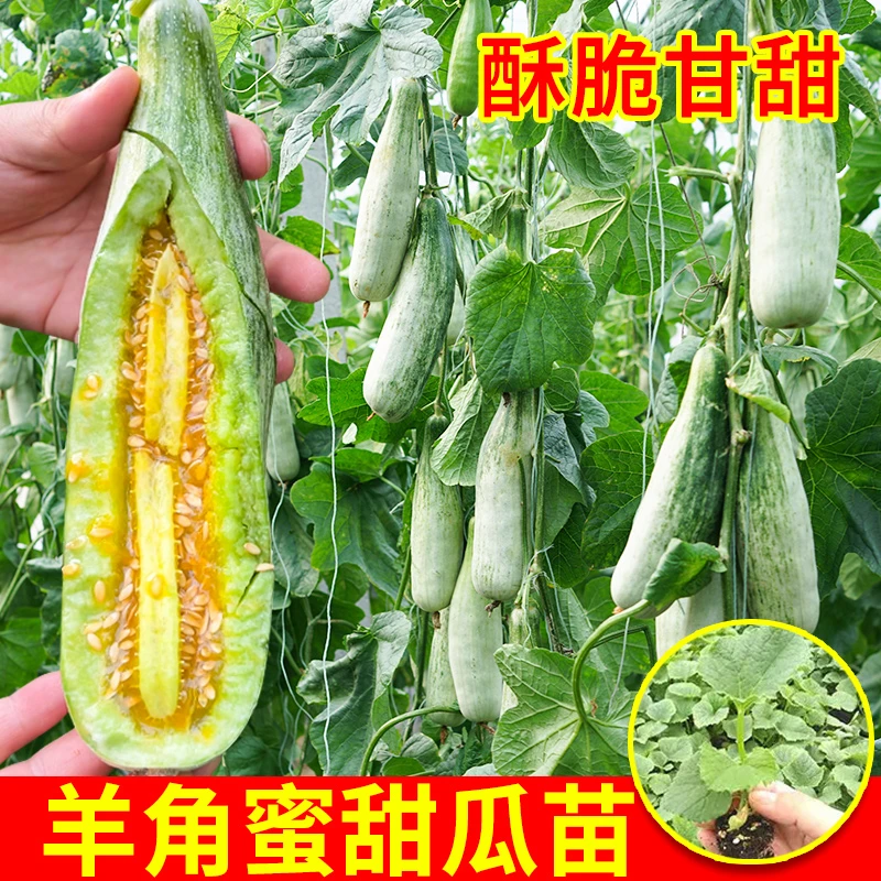 [羊角蜜甜瓜苗]超甜酥脆甜瓜苗秧带土好成活绿宝石甜瓜苗