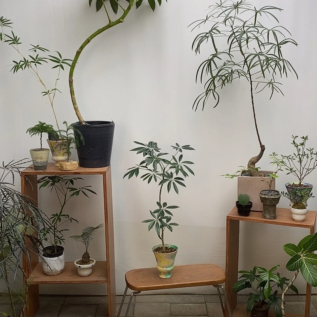 完全开放细叶伞（含盆）