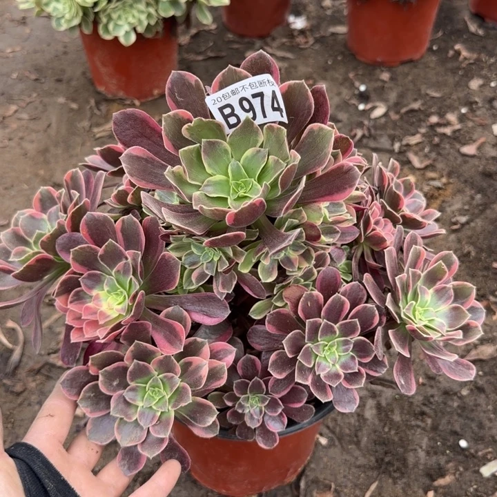 金丝缺……多肉植物……