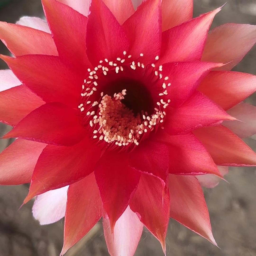 77 带根球脱土脱花瑕疵