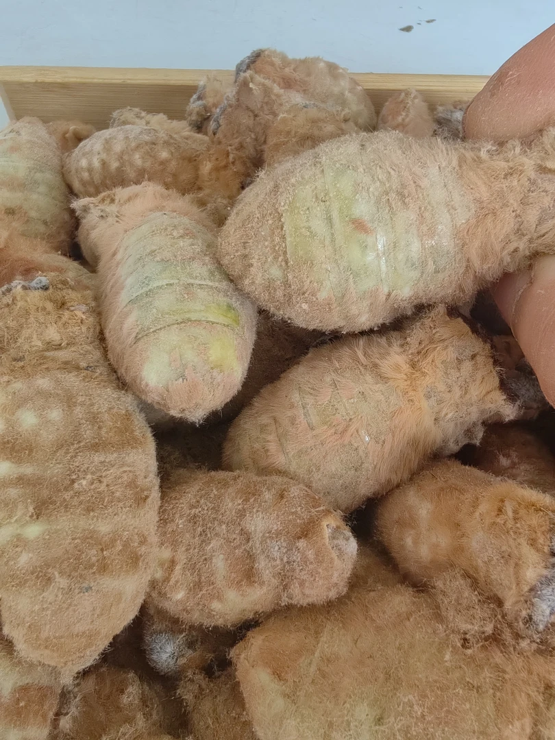 柞蚕蛾去毛蛾满籽大母蛾新鲜