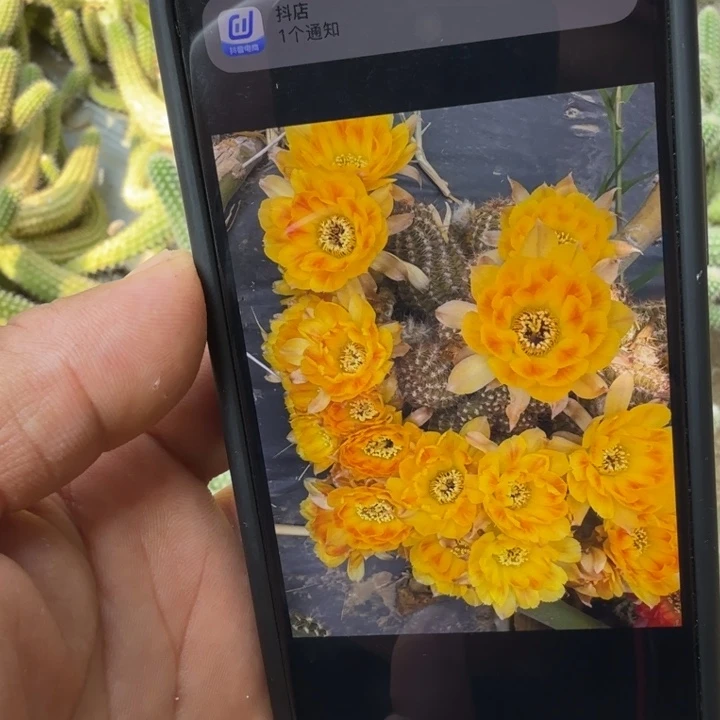 矮胖白檀699二公分侧芽一个