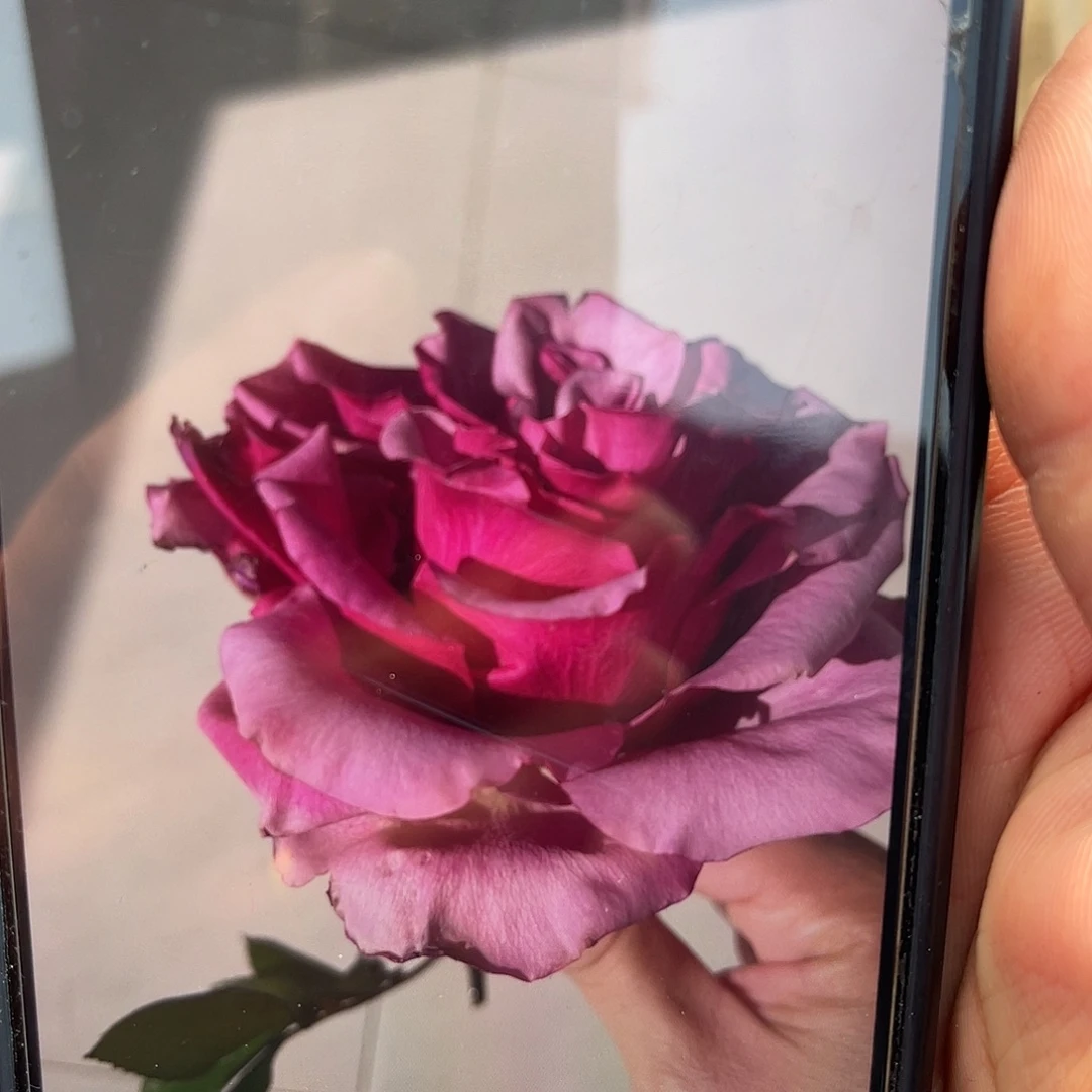 无花朵———葡萄紫 福利款