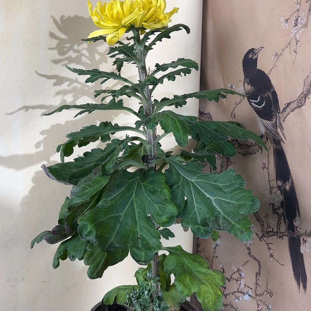 全部花朵Q777777777