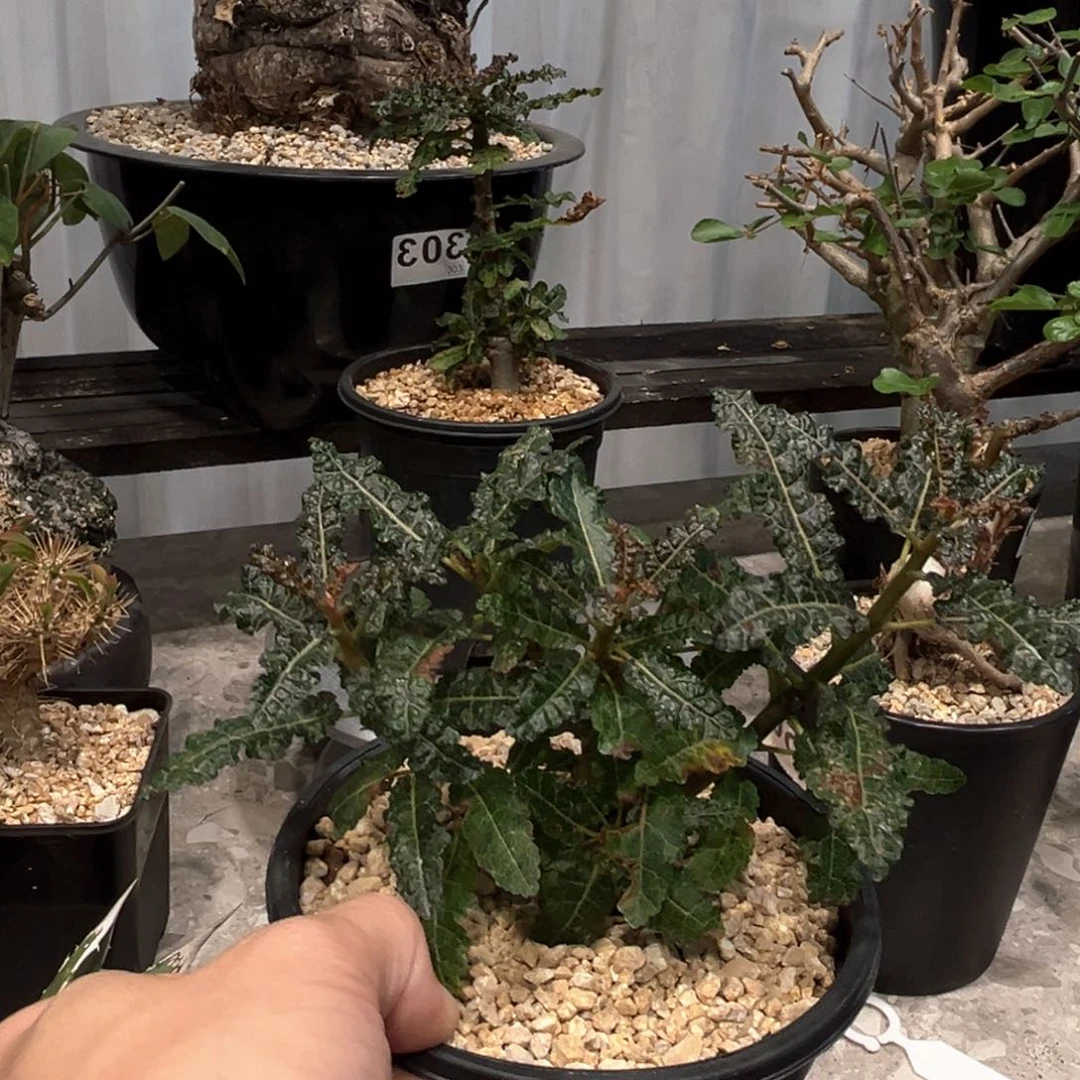 m***o339娜娜橄榄带盆发货200