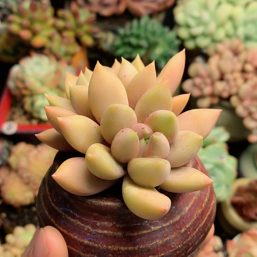 【闪购商品】亦草带盆