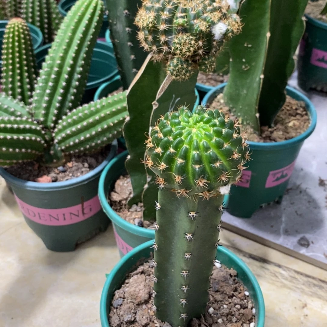 新品丽花L34绣谱母本一物一拍1