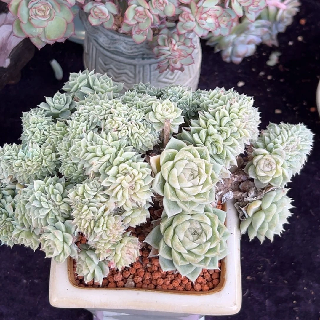 最***光新年快乐 新年快乐