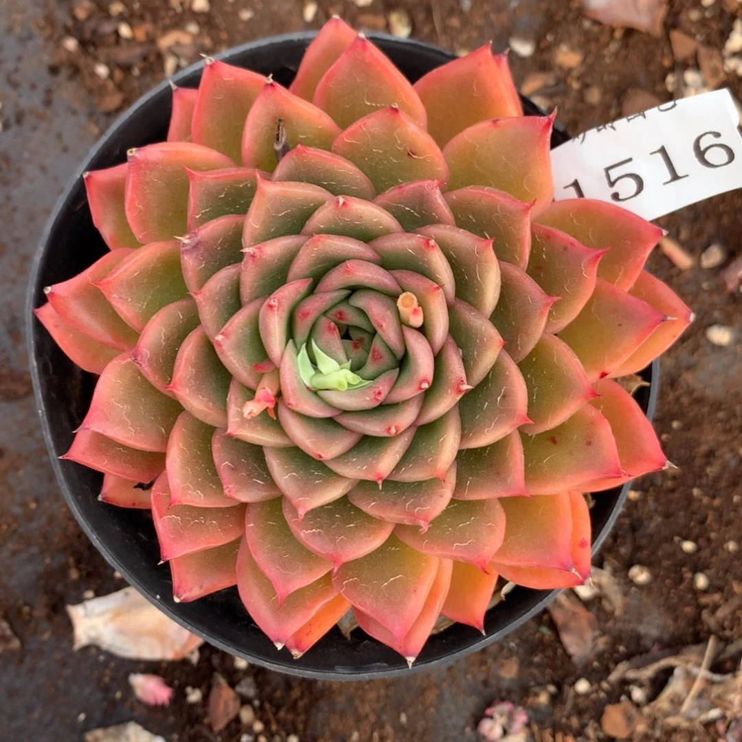 1516杂交多肉老桩