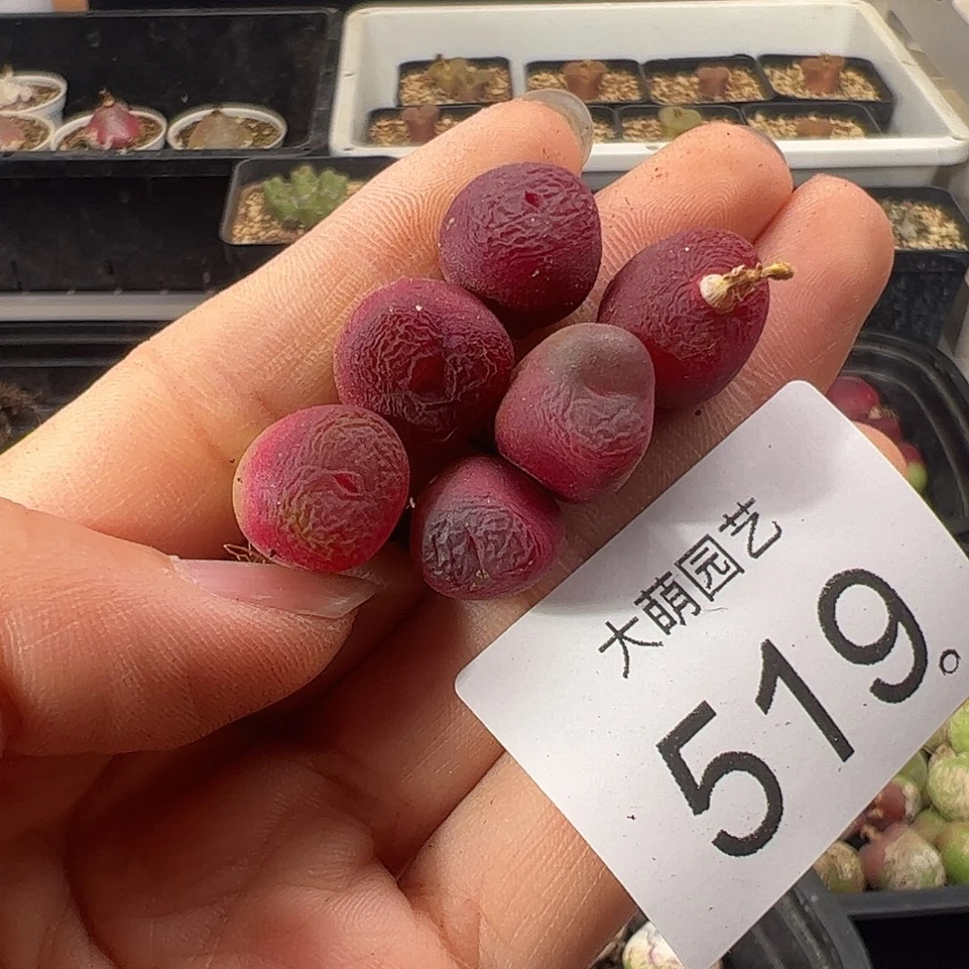 一物一拍           519