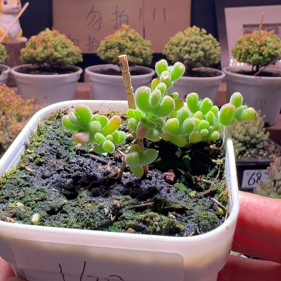 160莱斯锦一物一拍包开箱