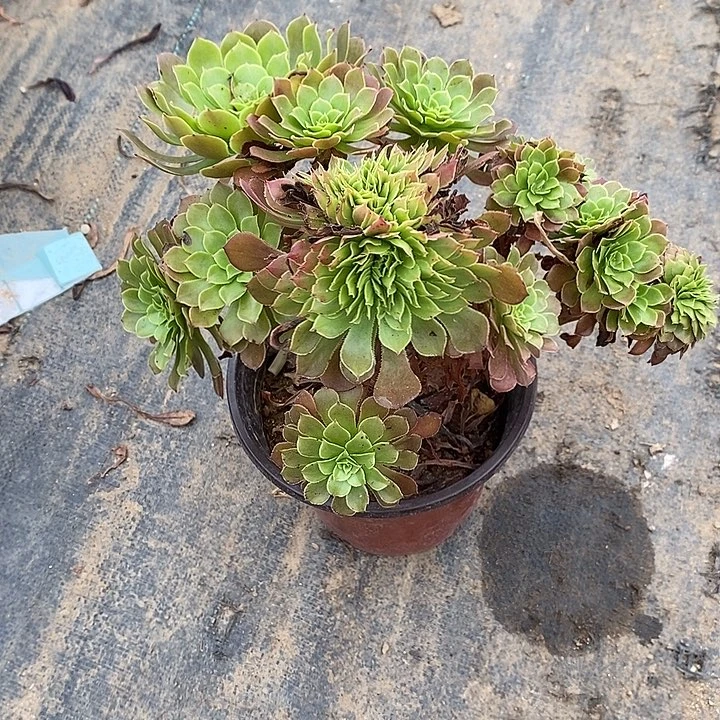 红桐缀42多肉植物法师法师