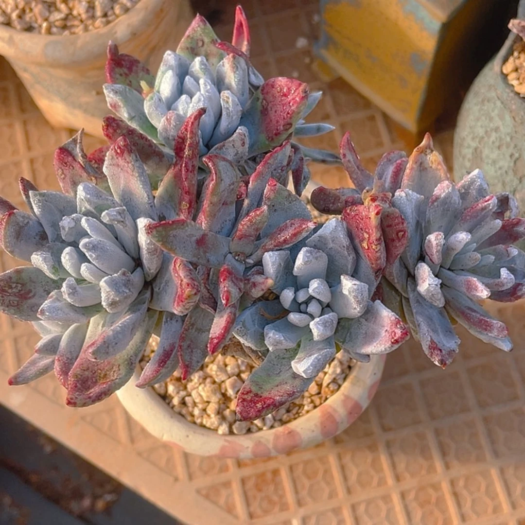 【闪购商品】象牙叶法瑞